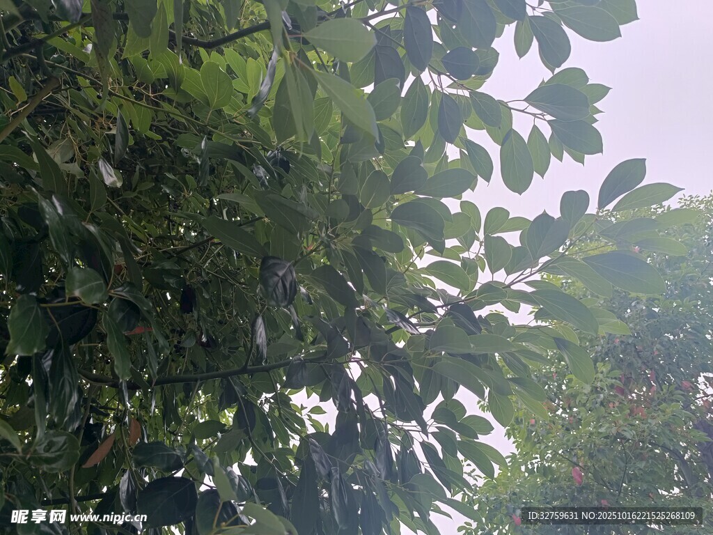 繁茂绿叶展现自然生机