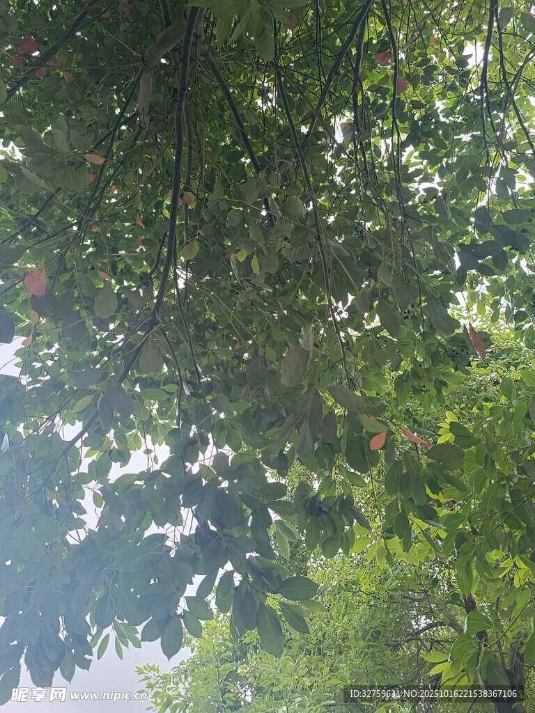 繁茂枝叶间的斑驳光影