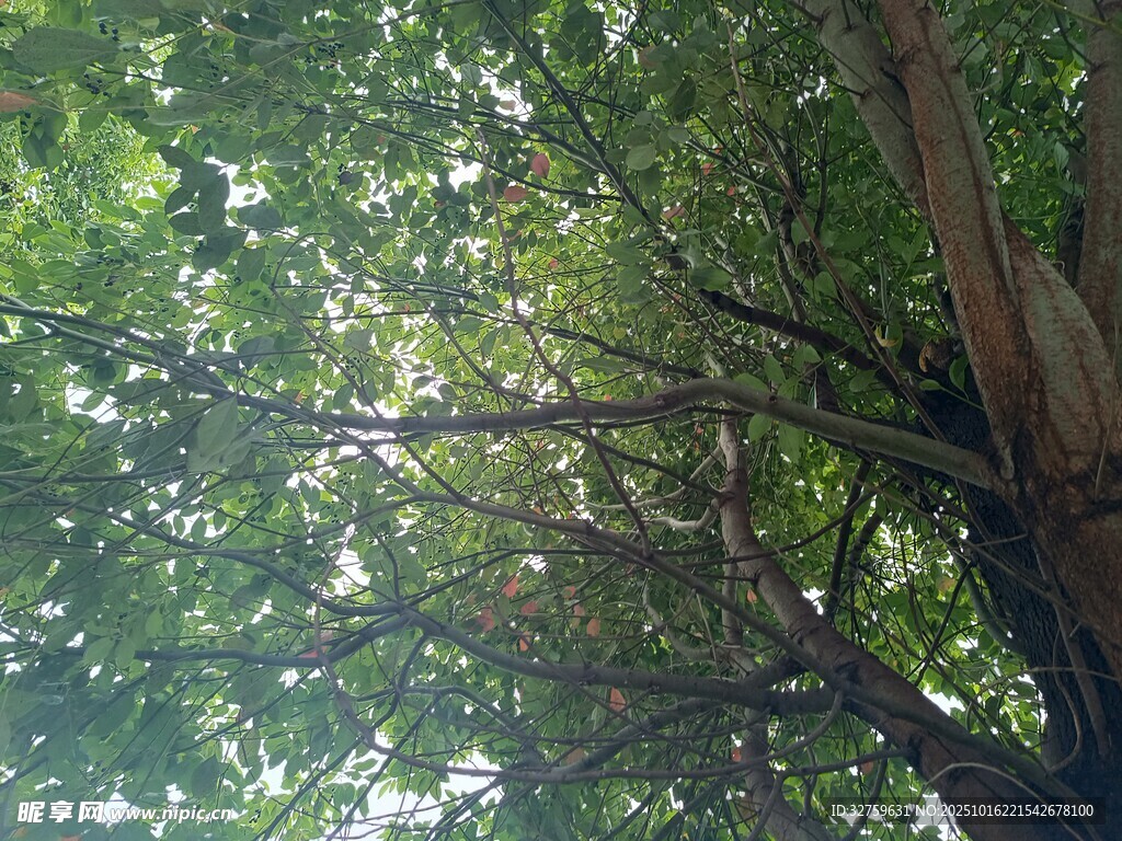阳光透过繁茂绿树景象
