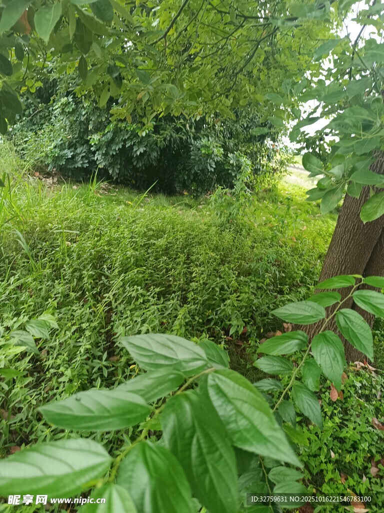 绿意盎然的自然植物景观