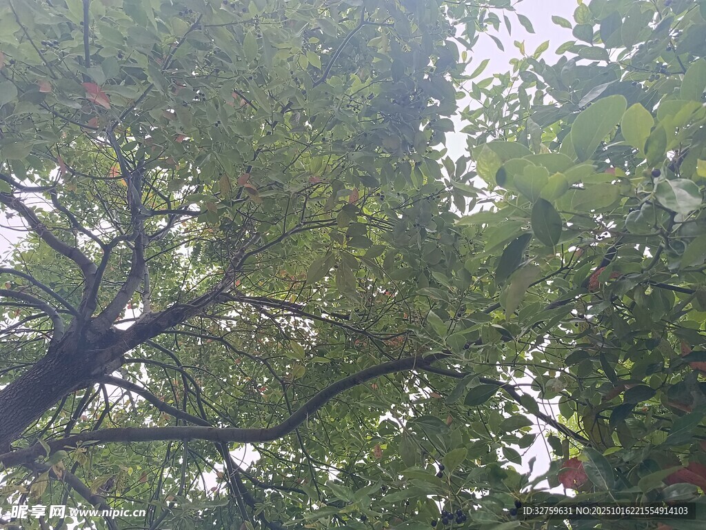 仰视茂密枝叶的繁茂树冠