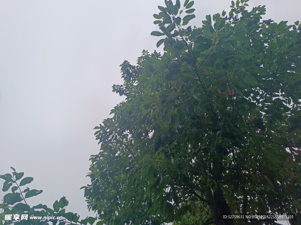 雾中葱郁树木
