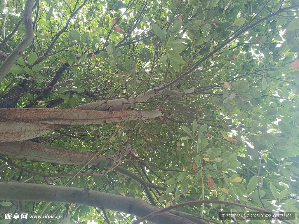 仰视茂密树林树冠