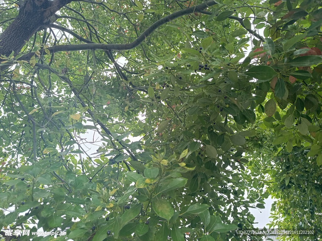 仰视繁茂绿树树冠