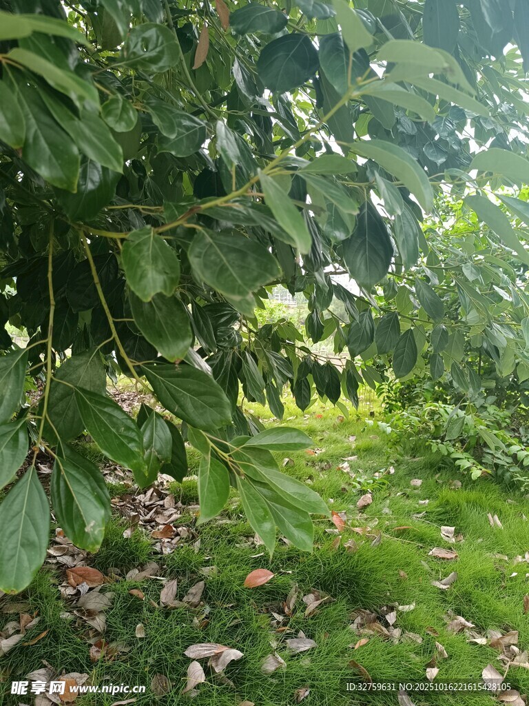 绿意盎然的林间景象
