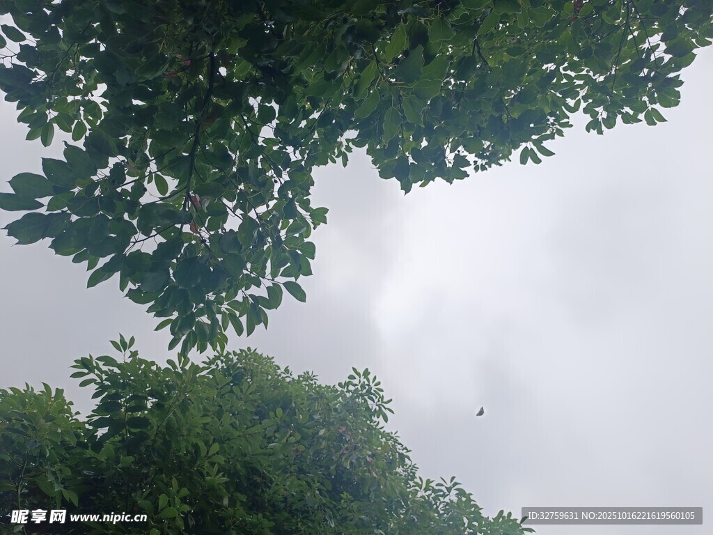仰视绿树与朦胧天空