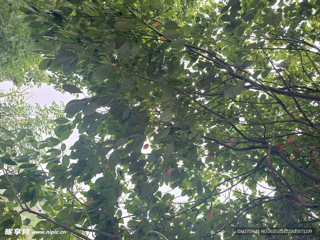繁茂枝叶间的光影世界