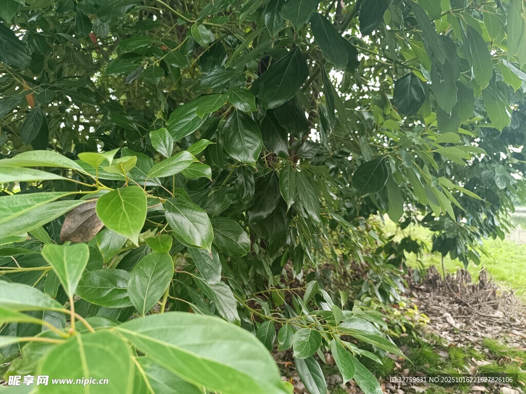 绿叶间的植物景致