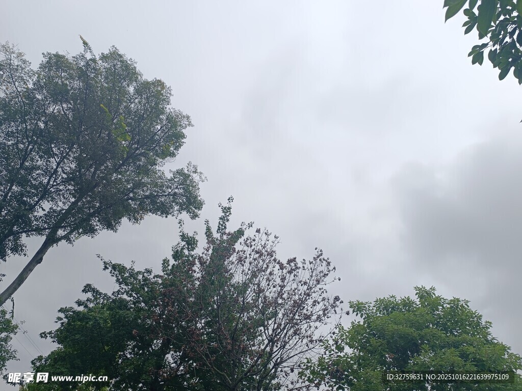 仰视茂密树木与灰蒙天空