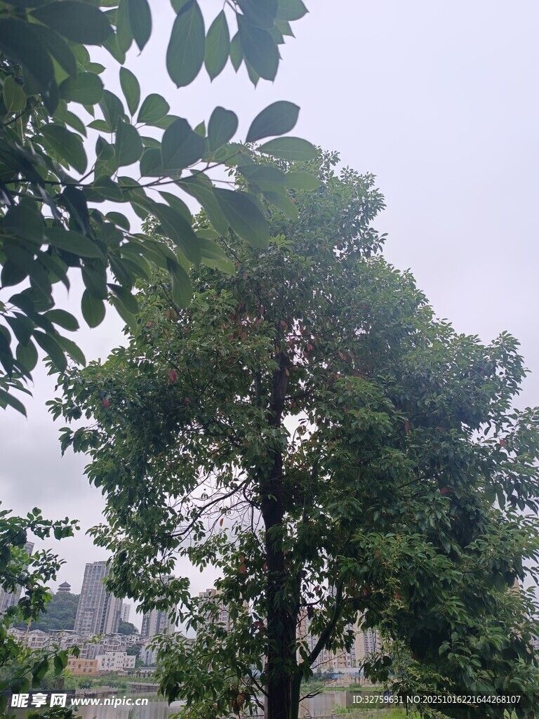雨中葱郁树木景观