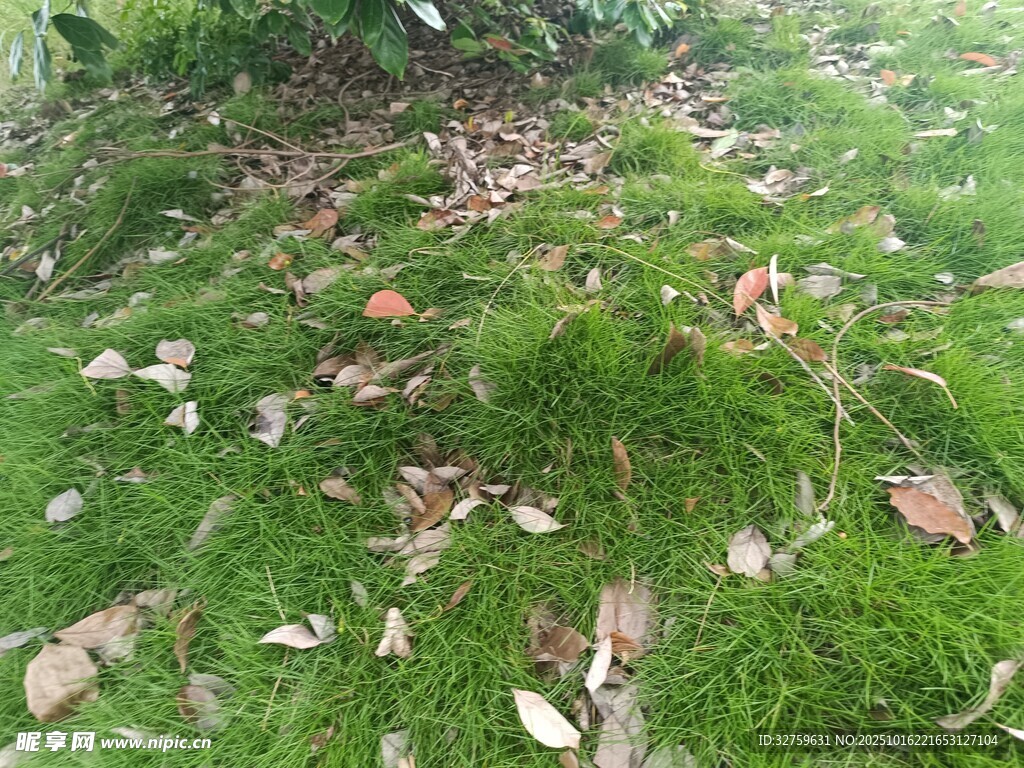 草地上散落的枯叶与苔藓