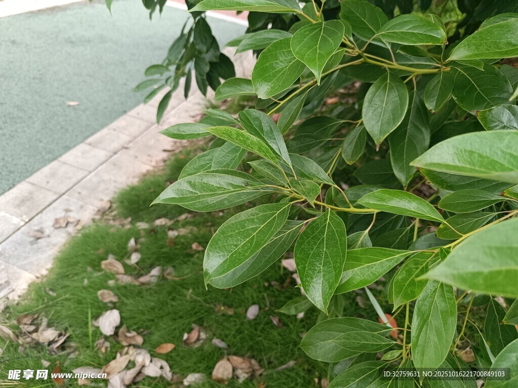 绿叶繁茂的路边植物