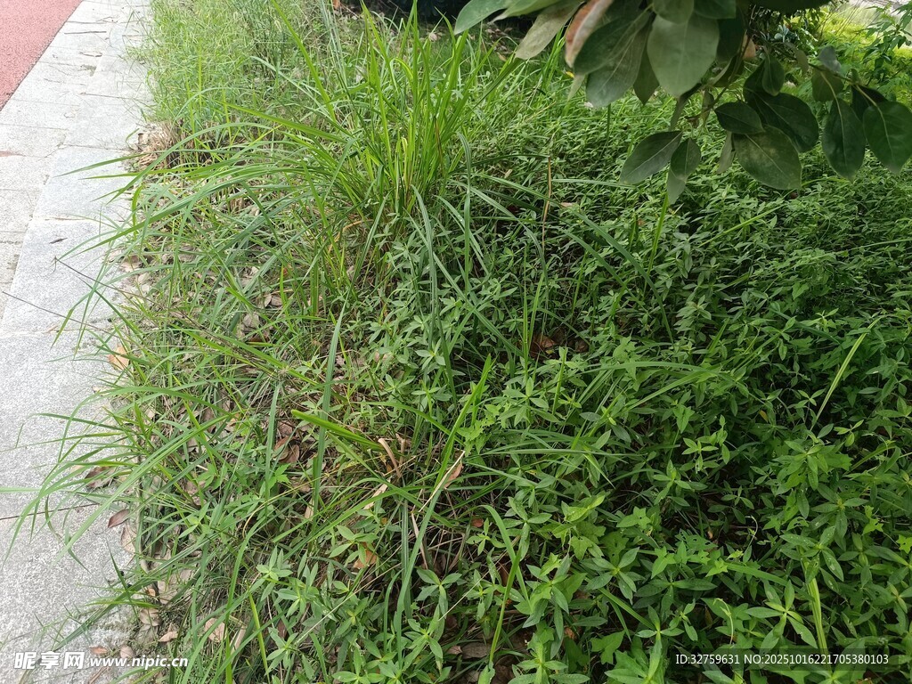 路边繁茂的绿色草丛