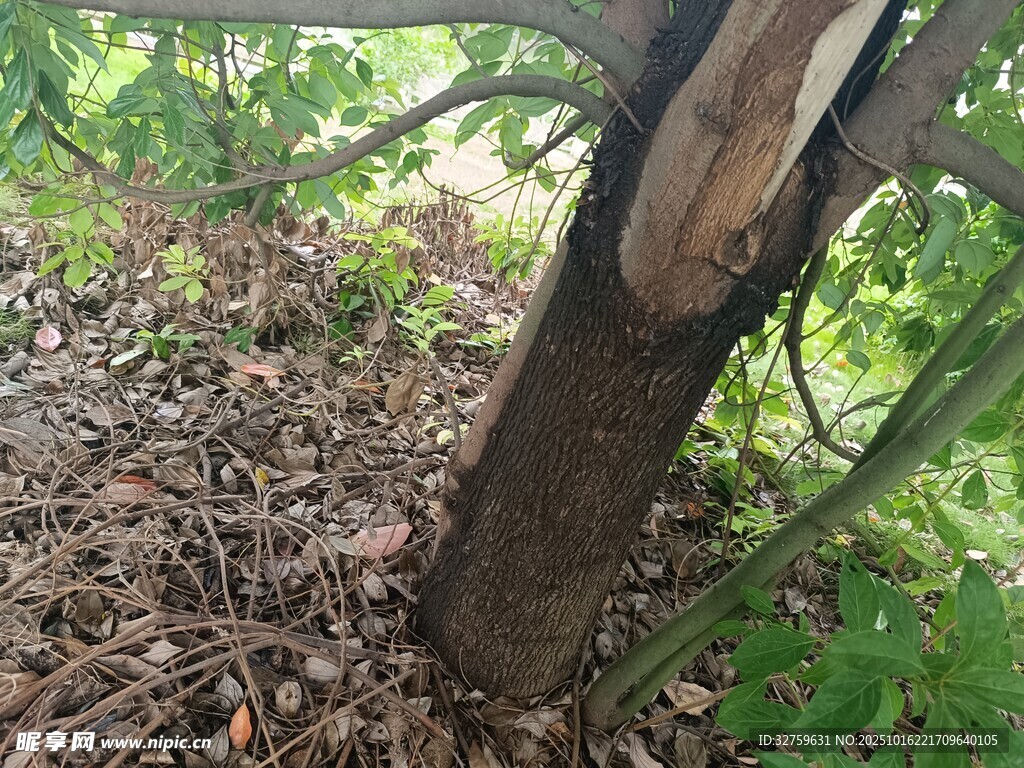 树干受损处周围绿植环绕