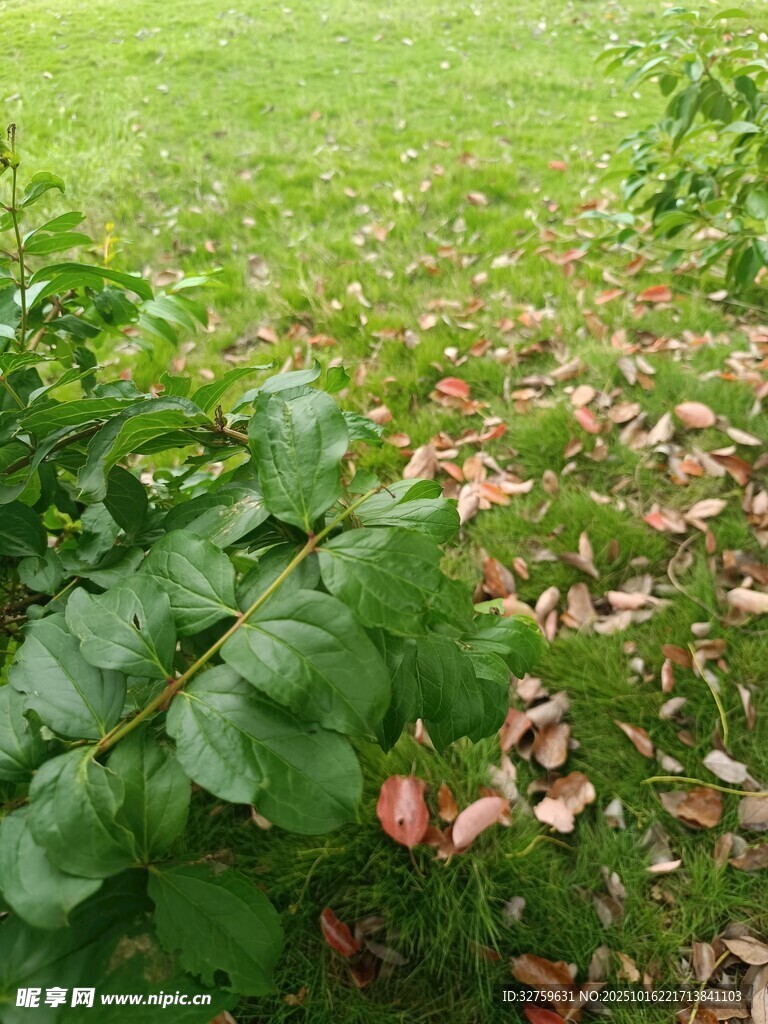 绿叶间的粉色落叶景观