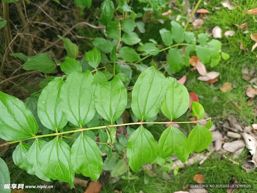 绿叶植物特写