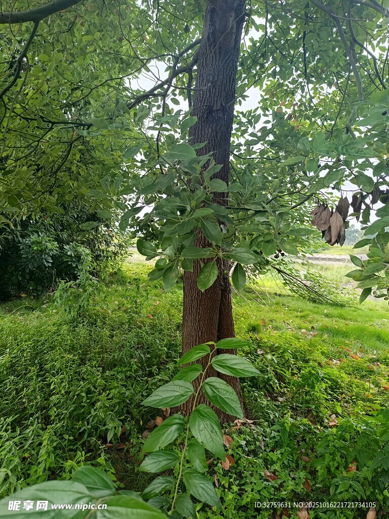 林间绿意盎然的自然景致