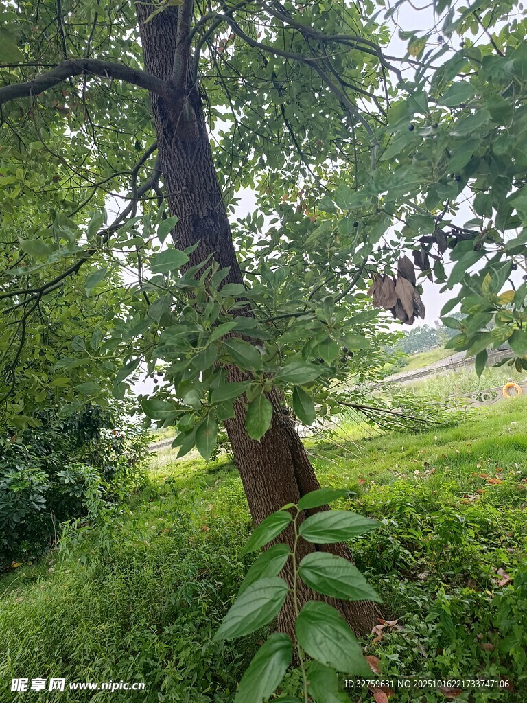 绿意盎然的林间树木景观