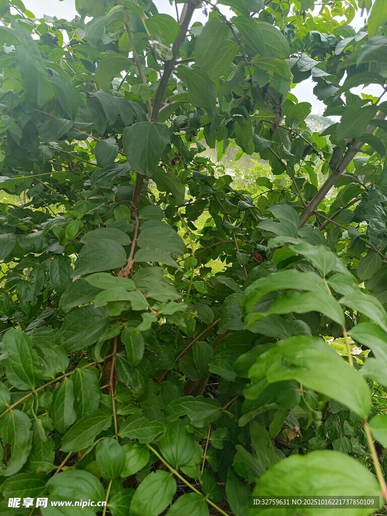 繁茂绿植特写