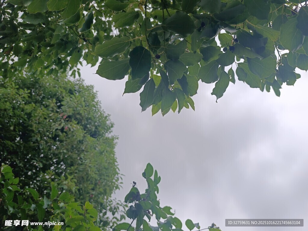 仰视繁茂绿叶与天空