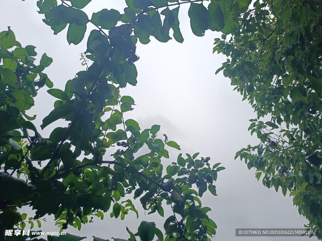 绿叶间的天空
