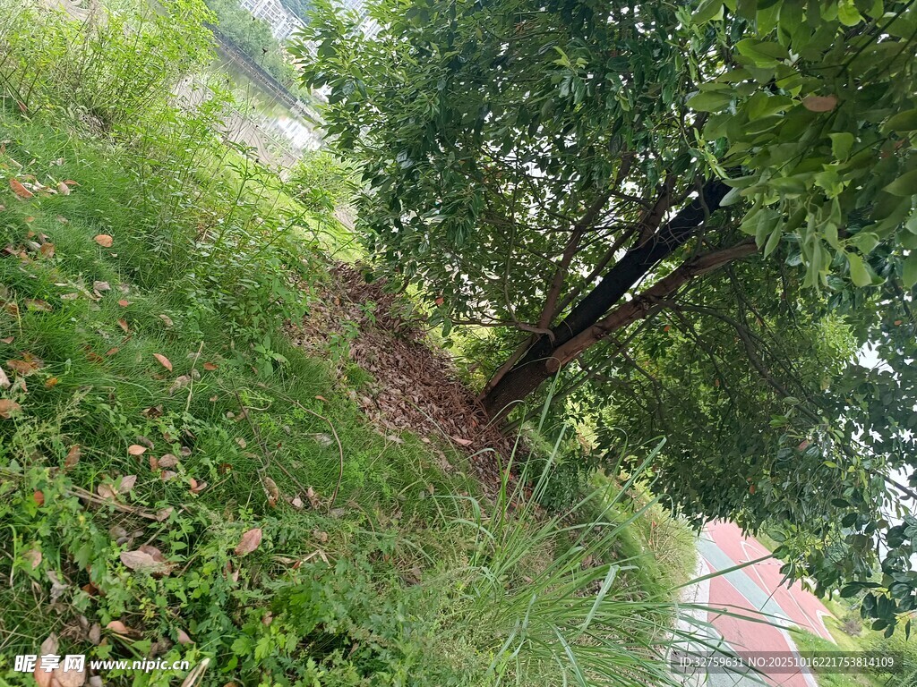 户外绿树草地自然景致