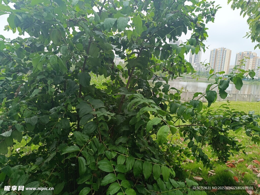 绿叶繁茂的户外绿植景观