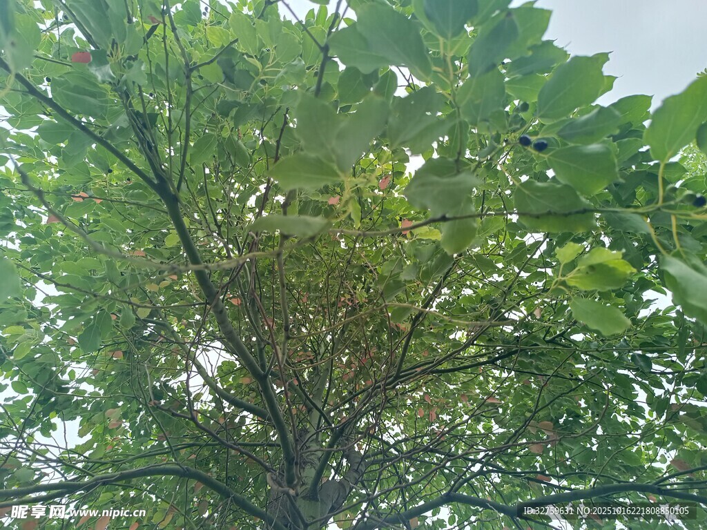 仰视视角下的繁茂绿树