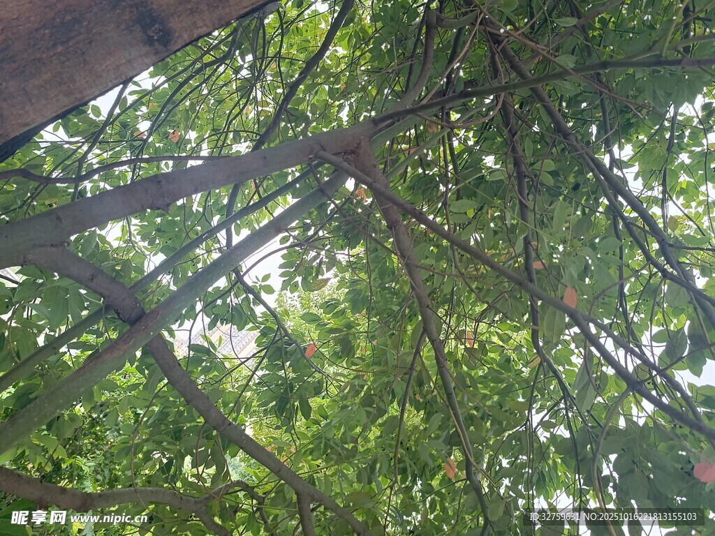仰视茂密绿荫树冠