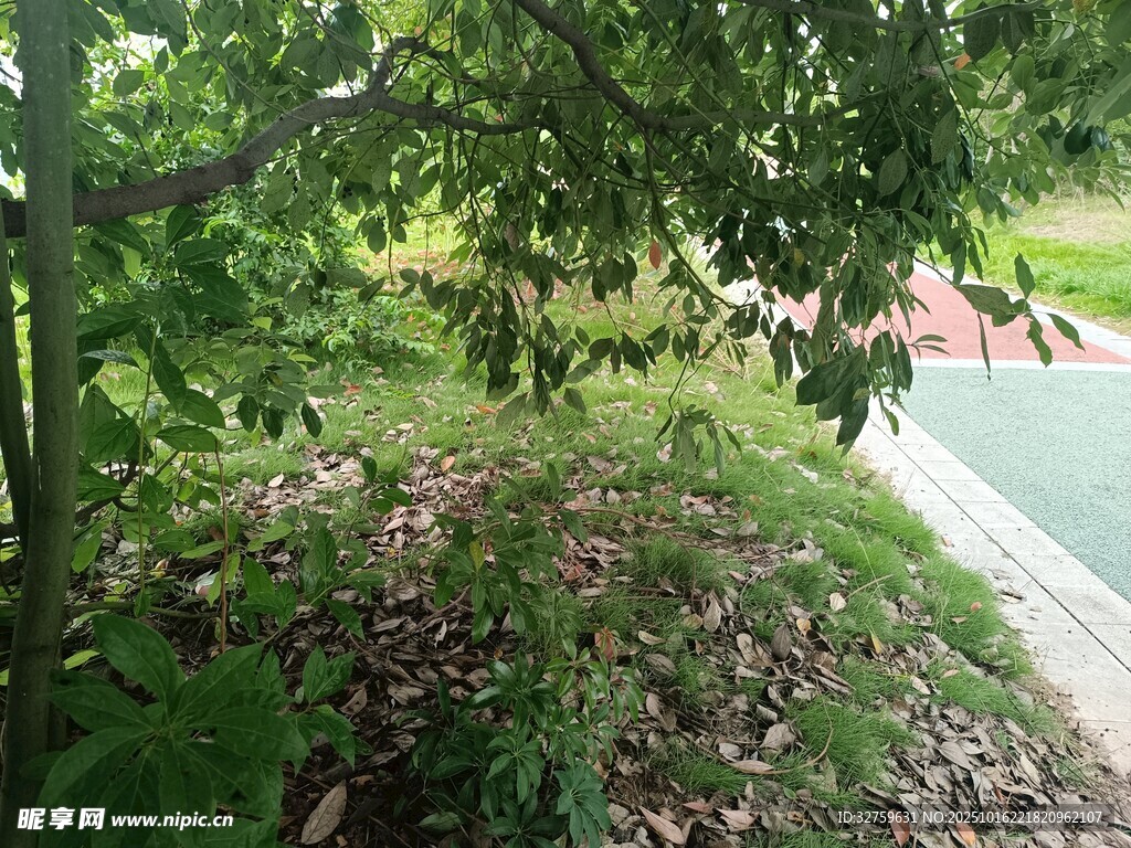 绿树环绕的户外休闲场景