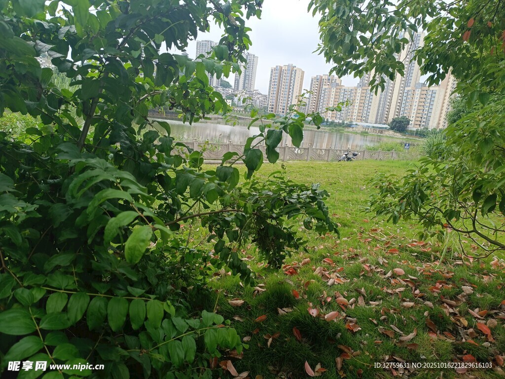 林间远望城市高楼景观