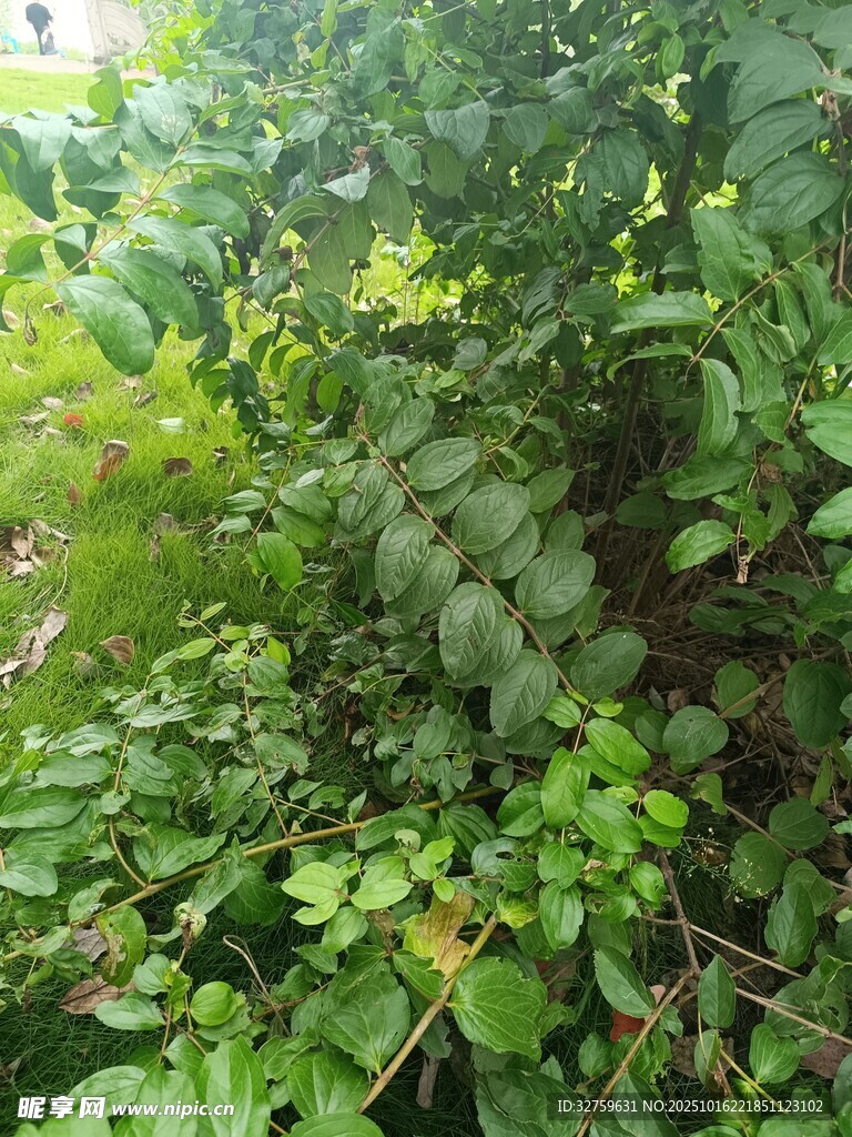 茂密绿植中的清新景致