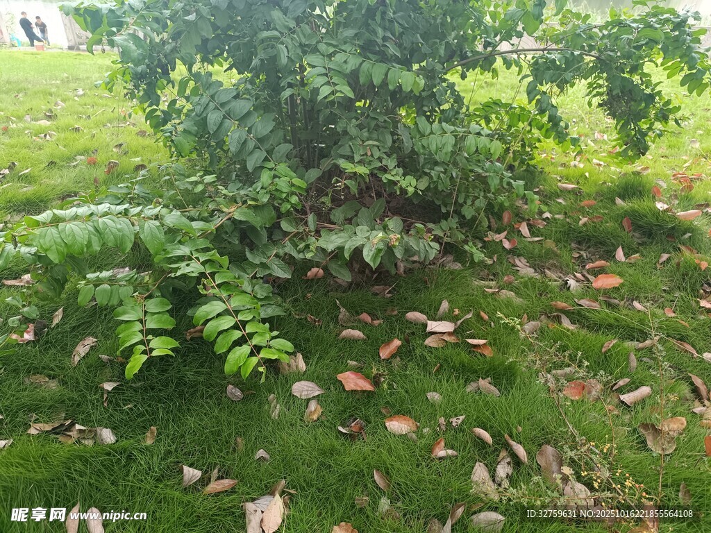 绿叶繁茂的树下景象