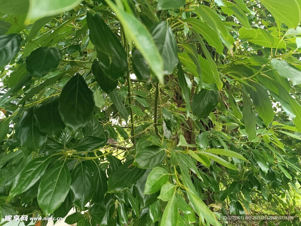 繁茂绿叶的树木景象