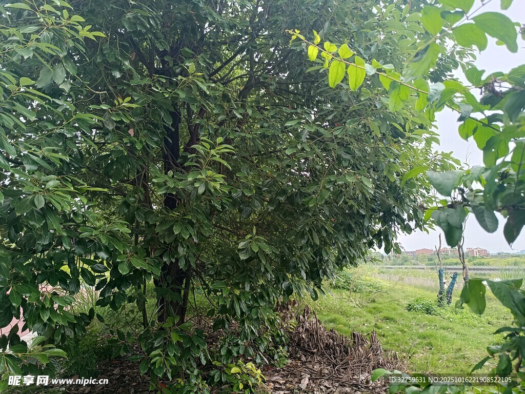 绿意盎然的户外树林景象