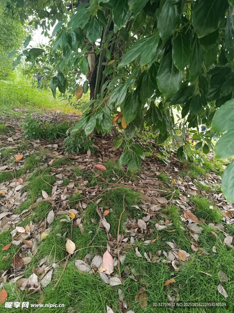 草地落叶旁的葱郁树木