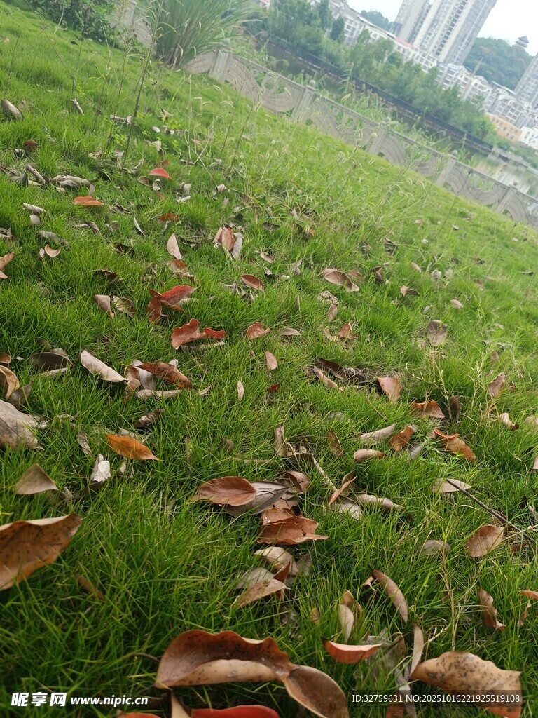 草地上散落的枯黄树叶
