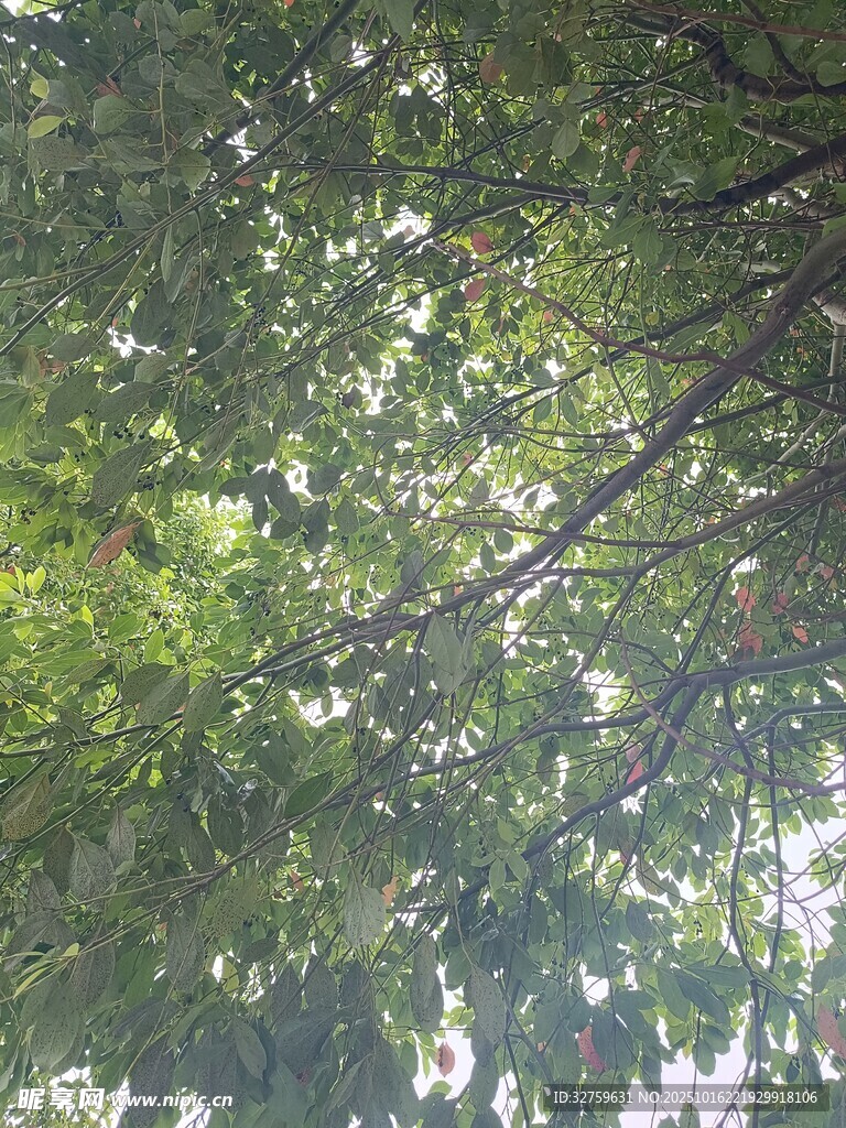 仰视茂密枝叶