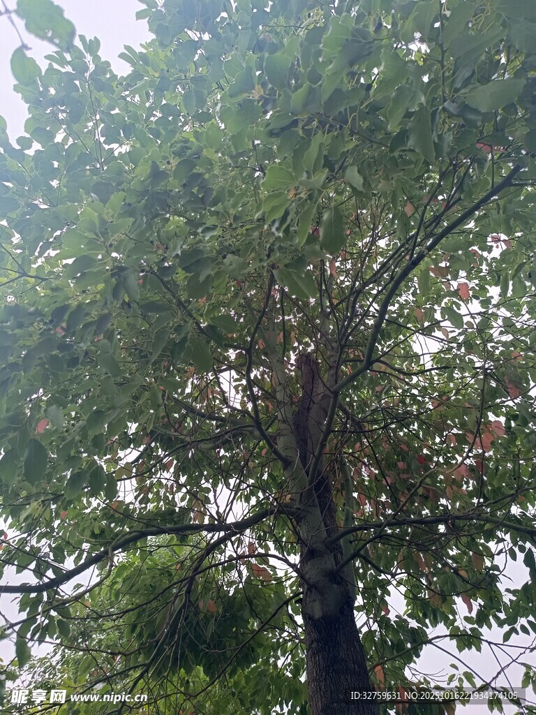 高大繁茂的绿树