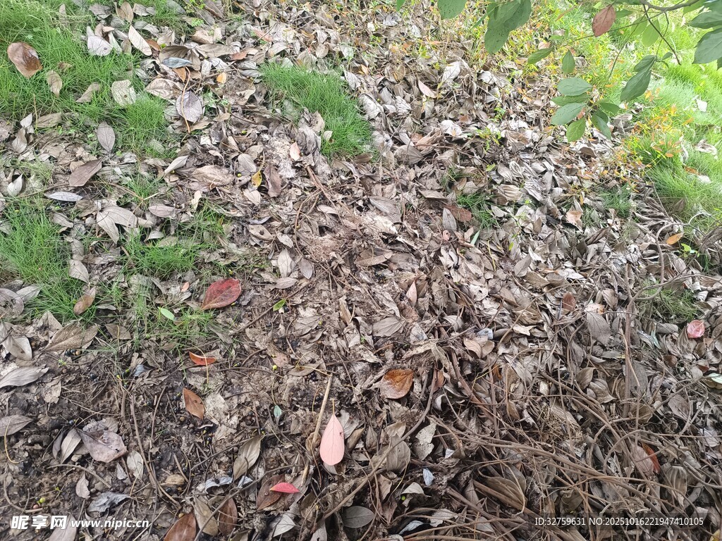 地面落叶与绿植景象