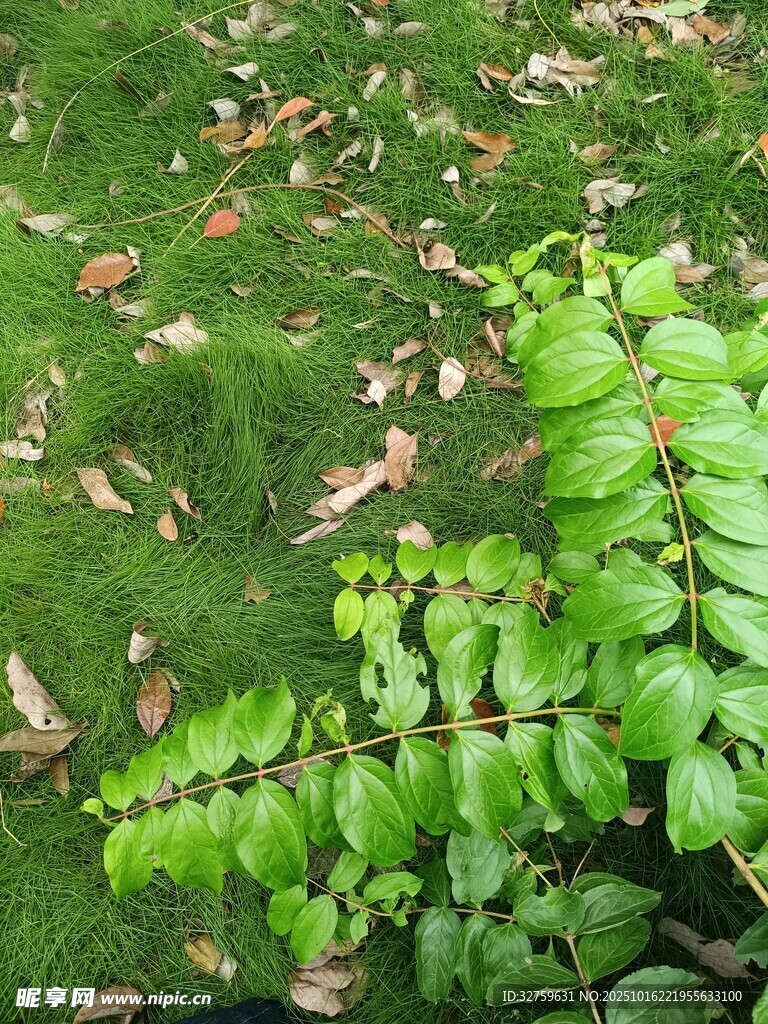 翠绿蕨类与散落枯叶