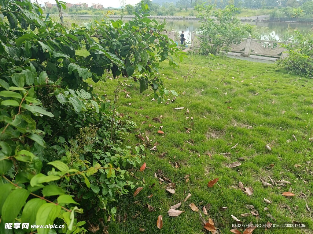 绿意盎然的户外草地景观