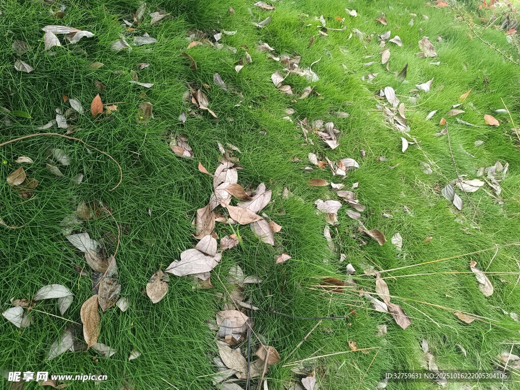 草地上散落的枯叶