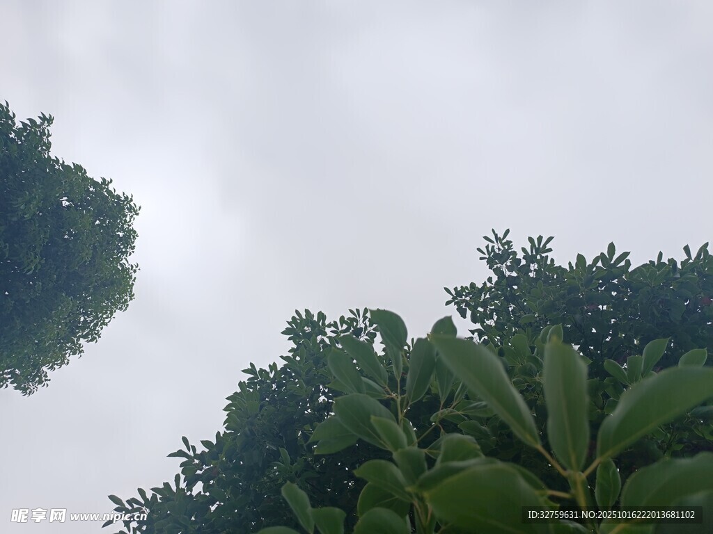 绿树映灰天