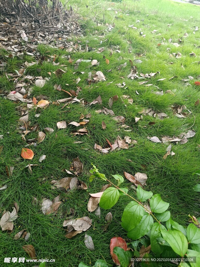 草地落叶景象
