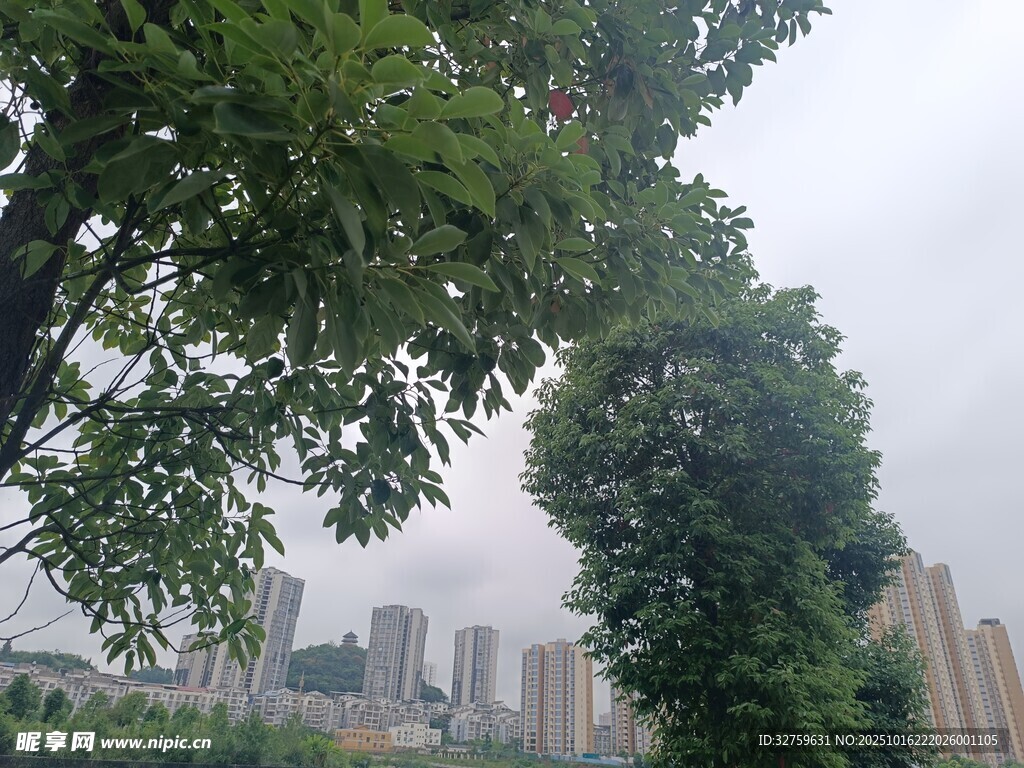 城市中繁茂绿树景观