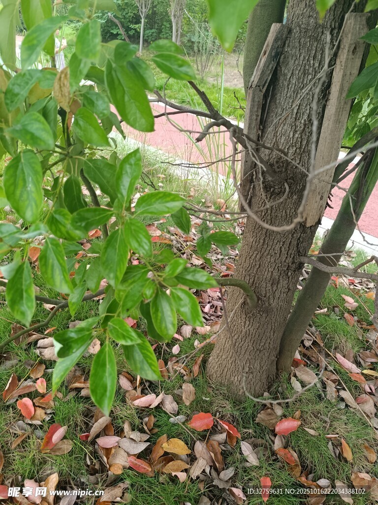 树下绿叶与落果景象