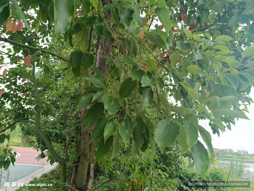 繁茂绿树 