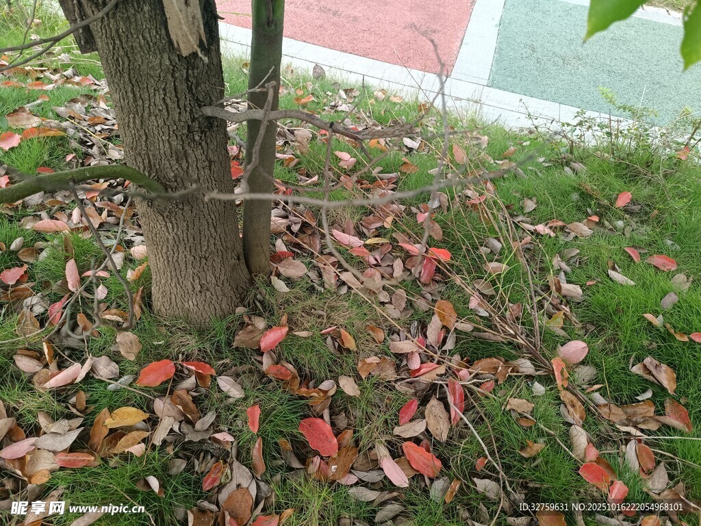 树下落叶景致