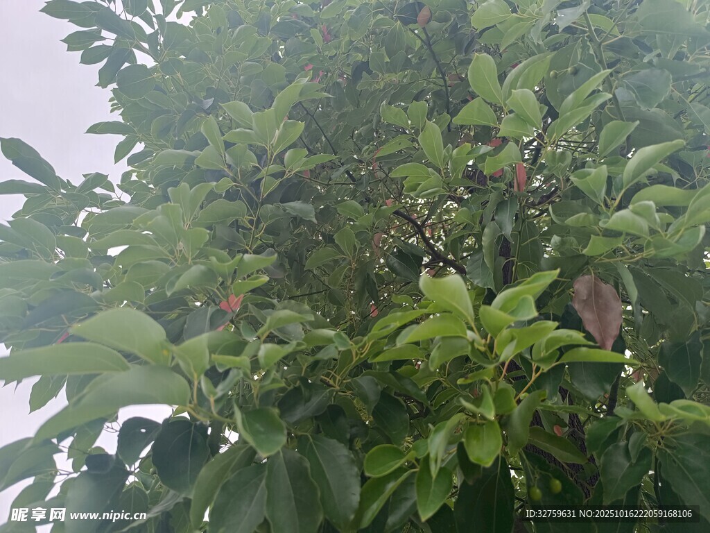 繁茂绿叶覆盖的果树